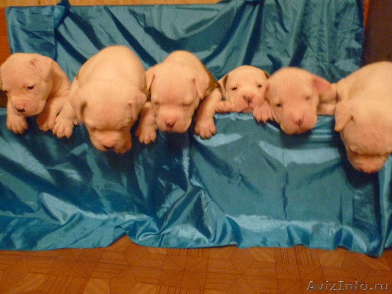 Американский бульдог-щенки - Изображение #9, Объявление #733443