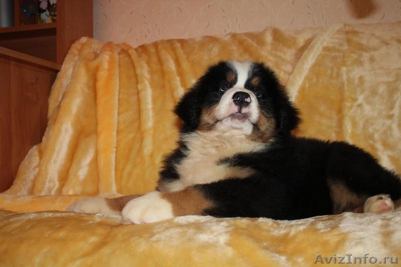 красивые щенки бернского зенненхунда - Изображение #4, Объявление #1214402