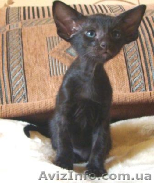 Ориентальные и сиамские котята - Изображение #3, Объявление #285681
