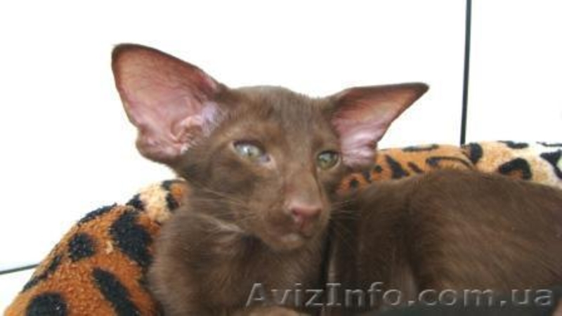 Ориентальные и сиамские котята - Изображение #1, Объявление #285681